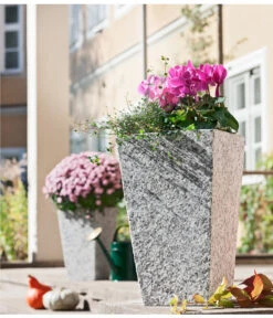 Alpenveilchen, Gerandet 19 Alpenveilchen, Gerandet -Garten Werk Zone 8244014 8217580 PR MO 001 MuehlenbeckiaDrahtweinAlpenveilchenGranitTopfGrau30x30x49cm