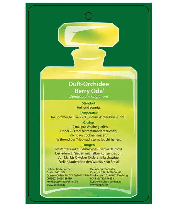 Duft-Traubenorchidee - Dendrobium Kingianum 'Berry' 6 Duft-Traubenorchidee - Dendrobium Kingianum 'Berry' – Bild 4