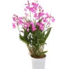 Duft-Traubenorchidee - Dendrobium Kingianum 'Berry' -Garten Werk Zone 8250714 WE FS 001 DendrobiumBerryDuftT12OWDehnerExpressHerzig