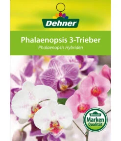 Schmetterlingsorchidee - Phalaenopsis Cultivars, Verschiedene Sorten 34 Schmetterlingsorchidee - Phalaenopsis Cultivars, Verschiedene Sorten -Garten Werk Zone 8251555 3Trieber 07032016 1