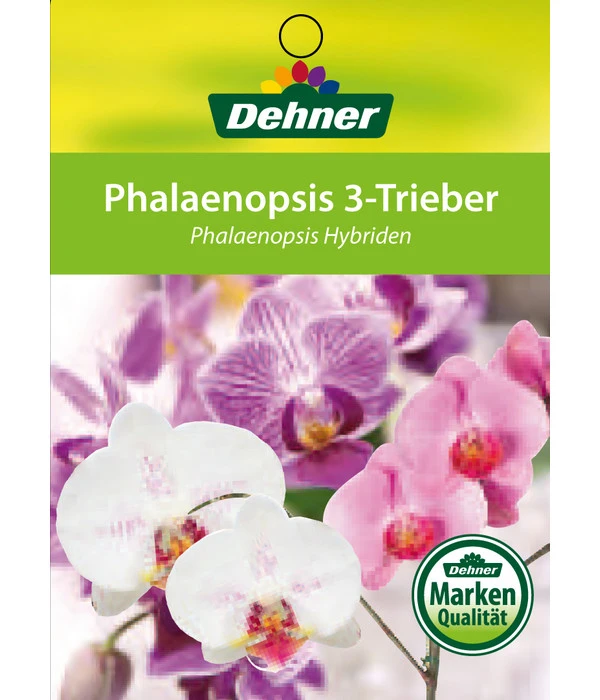 Schmetterlingsorchidee - Phalaenopsis Cultivars, Verschiedene Sorten 18 Schmetterlingsorchidee - Phalaenopsis Cultivars, Verschiedene Sorten – Bild 16