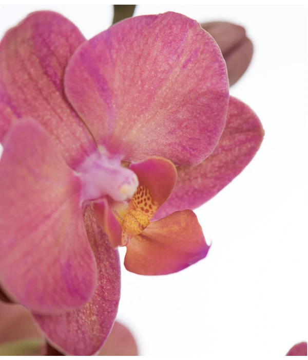 Schmetterlingsorchidee - Phalaenopsis Cultivars, Verschiedene Sorten 14 Schmetterlingsorchidee - Phalaenopsis Cultivars, Verschiedene Sorten – Bild 12