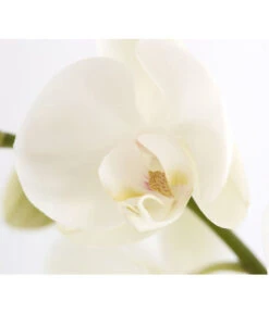 Schmetterlingsorchidee - Phalaenopsis Cultivars, Verschiedene Sorten 27 Schmetterlingsorchidee - Phalaenopsis Cultivars, Verschiedene Sorten -Garten Werk Zone 8251555 PR DE 003 Phalaenopsis3TrieberSortenmixT12SchmetterlingsorchideeDehnerExpressZS