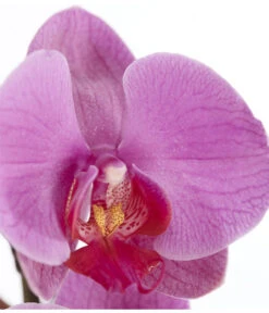 Schmetterlingsorchidee - Phalaenopsis Cultivars, Verschiedene Sorten 29 Schmetterlingsorchidee - Phalaenopsis Cultivars, Verschiedene Sorten -Garten Werk Zone 8251555 PR DE 004 Phalaenopsis3TrieberSortenmixT12SchmetterlingsorchideeDehnerExpressZS