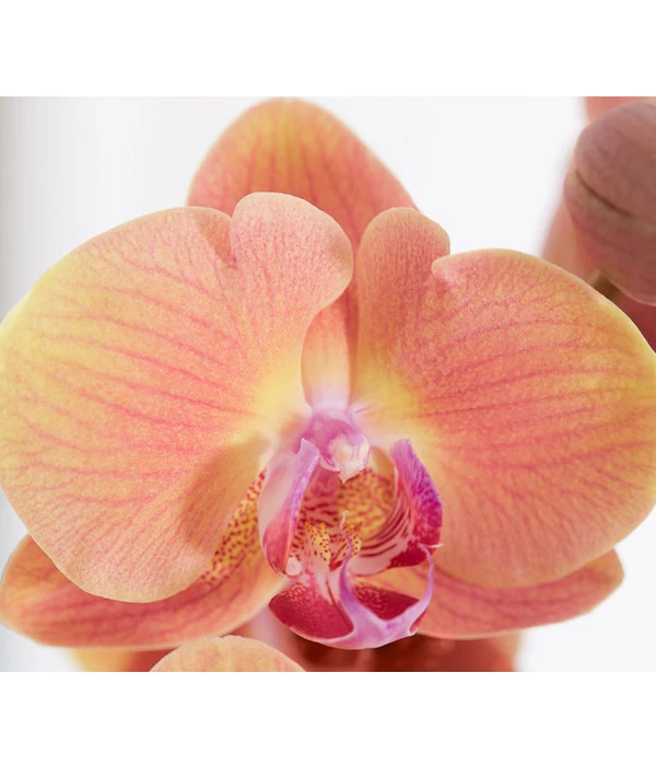 Schmetterlingsorchidee - Phalaenopsis Cultivars, Verschiedene Sorten 12 Schmetterlingsorchidee - Phalaenopsis Cultivars, Verschiedene Sorten – Bild 10