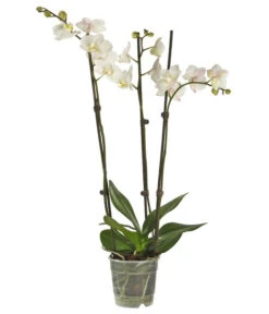 Schmetterlingsorchidee - Phalaenopsis Cultivars, Verschiedene Sorten 26 Schmetterlingsorchidee - Phalaenopsis Cultivars, Verschiedene Sorten -Garten Werk Zone 8251555 PR FS 001 SchmetterlingsorchideePhalaenopsis3TrMixDehner