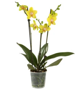 Schmetterlingsorchidee - Phalaenopsis Cultivars, Verschiedene Sorten 23 Schmetterlingsorchidee - Phalaenopsis Cultivars, Verschiedene Sorten -Garten Werk Zone 8251555 PR FS 002 SchmetterlingsorchideePhalaenopsis3TrMixDehner