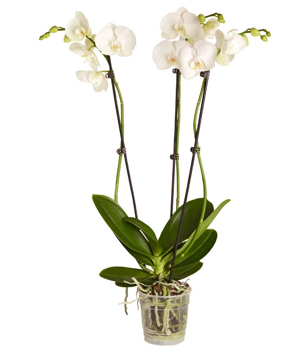 Schmetterlingsorchidee - Phalaenopsis Cultivars, Verschiedene Sorten 5 Schmetterlingsorchidee - Phalaenopsis Cultivars, Verschiedene Sorten – Bild 3