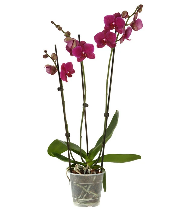 Schmetterlingsorchidee - Phalaenopsis Cultivars, Verschiedene Sorten 9 Schmetterlingsorchidee - Phalaenopsis Cultivars, Verschiedene Sorten – Bild 7