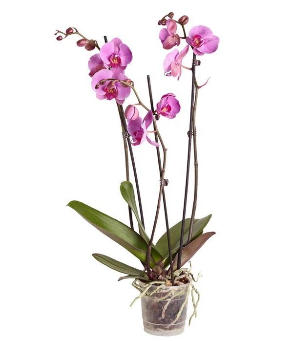 Schmetterlingsorchidee - Phalaenopsis Cultivars, Verschiedene Sorten 8 Schmetterlingsorchidee - Phalaenopsis Cultivars, Verschiedene Sorten – Bild 6
