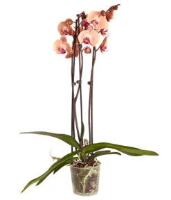 Schmetterlingsorchidee - Phalaenopsis Cultivars, Verschiedene Sorten 22 Schmetterlingsorchidee - Phalaenopsis Cultivars, Verschiedene Sorten -Garten Werk Zone 8251555 PR FS 005 Phalaenopsis3TrieberSortenmixT12SchmetterlingsorchideeDehnerExpressZS