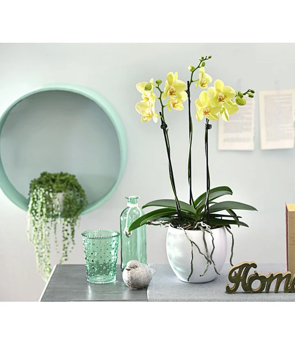 Schmetterlingsorchidee - Phalaenopsis Cultivars, Verschiedene Sorten 16 Schmetterlingsorchidee - Phalaenopsis Cultivars, Verschiedene Sorten – Bild 14