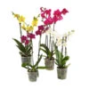 Schmetterlingsorchidee - Phalaenopsis Cultivars, Verschiedene Sorten 2 Schmetterlingsorchidee - Phalaenopsis Cultivars, Verschiedene Sorten -Garten Werk Zone 8251555 WE FS Mix Phalaenopsis3TrieberMixHerzig