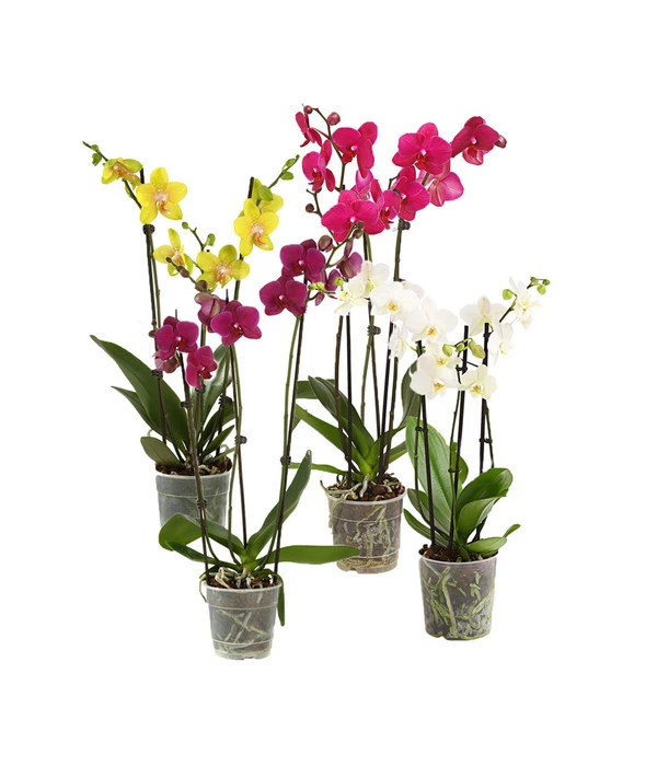 Schmetterlingsorchidee - Phalaenopsis Cultivars, Verschiedene Sorten 3 Schmetterlingsorchidee - Phalaenopsis Cultivars, Verschiedene Sorten