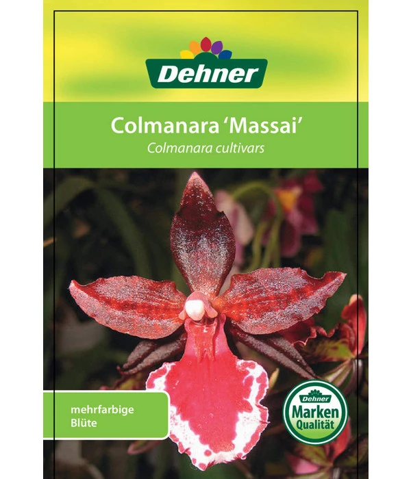 Tigerorchidee - Colmanara Cultivars 'Massai' 8 Tigerorchidee - Colmanara Cultivars 'Massai' – Bild 6