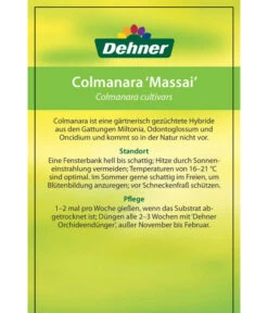Tigerorchidee - Colmanara Cultivars 'Massai' 15 Tigerorchidee - Colmanara Cultivars 'Massai' -Garten Werk Zone 8256174 8256182 ColmanaraCultivars 19122016 2