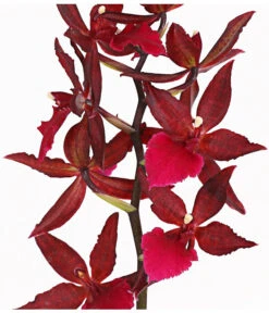 Tigerorchidee - Colmanara Cultivars 'Massai' 11 Tigerorchidee - Colmanara Cultivars 'Massai' -Garten Werk Zone 8256174 PR DE 002 ColmanaraMassai1TrieberT12DehnerExpressHerzig