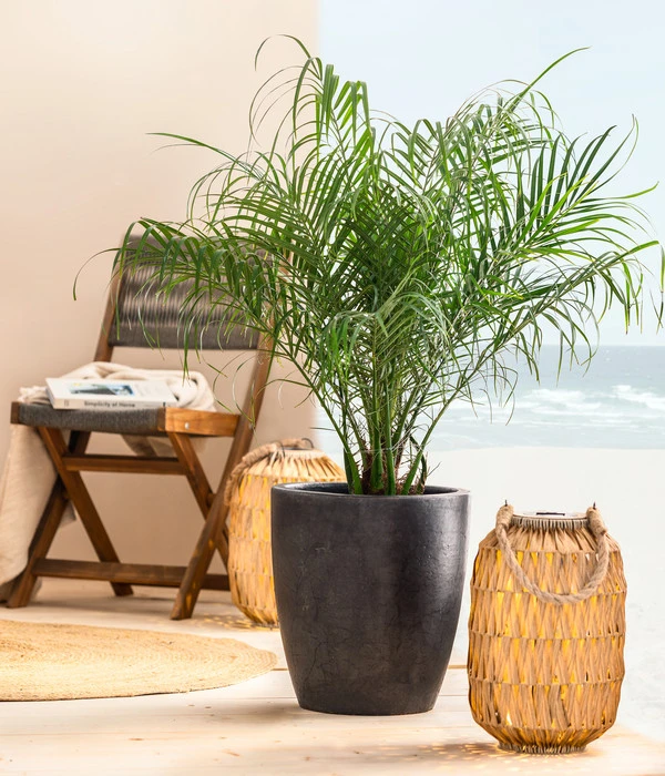 Dehner Solar-Laterne Manila, Ca. Ø25/H36 Cm 4 Dehner Solar-Laterne Manila, Ca. Ø25/H36 Cm – Bild 2