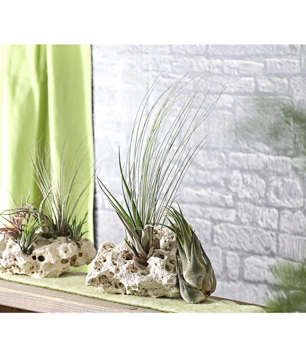 XXL Tillandsien-Set - Tillandsia Hybride, 3-teilig 5 XXL Tillandsien-Set - Tillandsia Hybride, 3-teilig – Bild 3