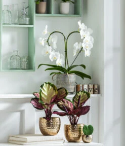 Dehner Beton-Übertopf Nola, Rund, Grau-kupfer 11 Dehner Beton-Übertopf Nola, Rund, Grau-kupfer -Garten Werk Zone 8280505 WE MO 001 PhalaenopsisHerzT12