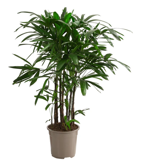 Steckenpalme - Rhapis Excelsa 3 Steckenpalme - Rhapis Excelsa