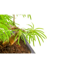 Outdoor-Bonsai Goldlärche - Pseudolarix Amabilis 5 Outdoor-Bonsai Goldlärche - Pseudolarix Amabilis -Garten Werk Zone 8286221 PR DE 001 LaercheLarixSFormOhneSchaleT15DehnerExpressHerzig