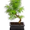 Outdoor-Bonsai Goldlärche - Pseudolarix Amabilis 2 Outdoor-Bonsai Goldlärche - Pseudolarix Amabilis -Garten Werk Zone 8286221 PR FS 001 LaercheLarixSFormOhneSchaleT15DehnerExpressHerzig