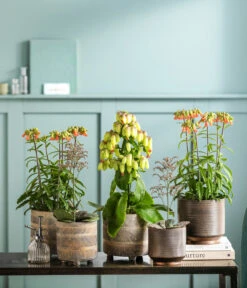 Dehner Beton-Übertopf Nola, Rund, Grau-kupfer 9 Dehner Beton-Übertopf Nola, Rund, Grau-kupfer -Garten Werk Zone 8292807 WE MO 001 KalanchoeMagicBellsT14NolaSuze