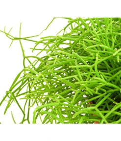 Binsenkaktus - Rhipsalis Cultivars, Verschiedene Sorten 12 Binsenkaktus - Rhipsalis Cultivars, Verschiedene Sorten -Garten Werk Zone 8297434 PR DE 001 RhipsalisCassuthaDehnerExpressHerzig