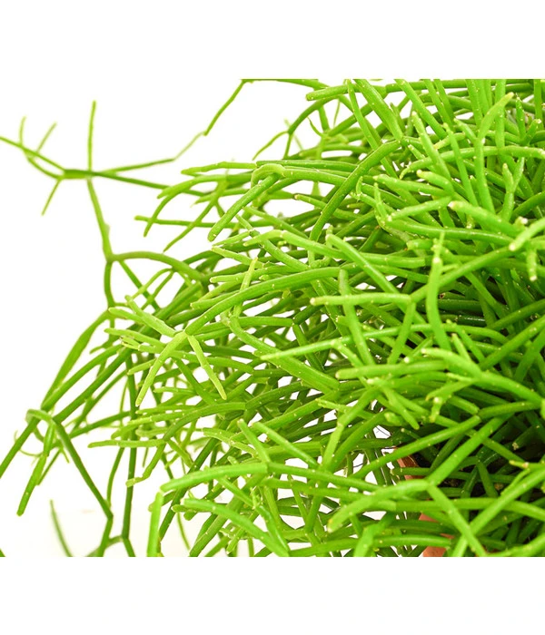 Binsenkaktus - Rhipsalis Cultivars, Verschiedene Sorten 7 Binsenkaktus - Rhipsalis Cultivars, Verschiedene Sorten – Bild 5