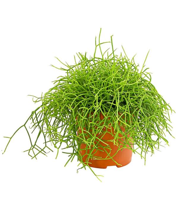 Binsenkaktus - Rhipsalis Cultivars, Verschiedene Sorten 4 Binsenkaktus - Rhipsalis Cultivars, Verschiedene Sorten – Bild 2