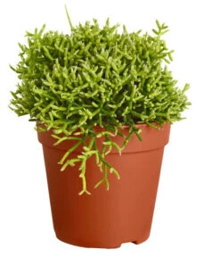 Binsenkaktus - Rhipsalis Cultivars, Verschiedene Sorten