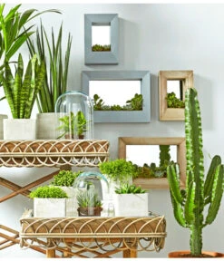 Binsenkaktus - Rhipsalis Cultivars, Verschiedene Sorten 13 Binsenkaktus - Rhipsalis Cultivars, Verschiedene Sorten -Garten Werk Zone 8297434 PR MO 001 KakteenSukkulentenBild1BL14 8268799 8241077 8267692 8679631 8673881 8239691 2149532 2149649 3266335