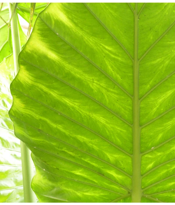 Pfeilblatt - Alocasia Portodora 5 Pfeilblatt - Alocasia Portodora – Bild 3