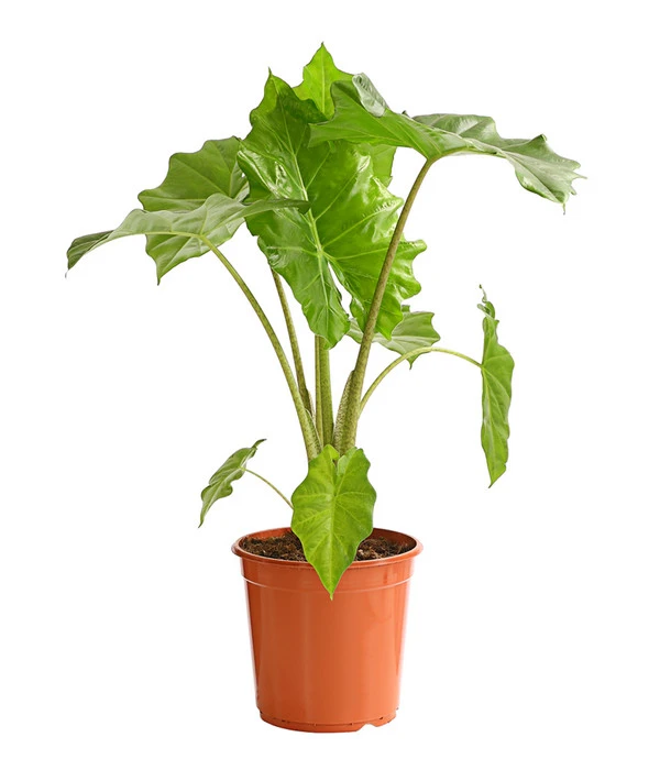 Pfeilblatt - Alocasia Portodora 3 Pfeilblatt - Alocasia Portodora