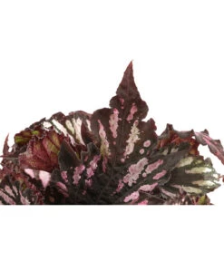 Blattbegonie - Begonia Rex Hybride, Verschiedene Sorten 9 Blattbegonie - Begonia Rex Hybride, Verschiedene Sorten -Garten Werk Zone 8299638 WE DE 001 BegoniaRexMixT12