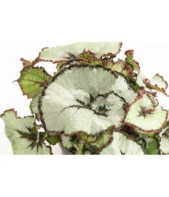 Blattbegonie - Begonia Rex Hybride, Verschiedene Sorten 8 Blattbegonie - Begonia Rex Hybride, Verschiedene Sorten -Garten Werk Zone 8299638 WE DE 002 BegoniaRexMixT12