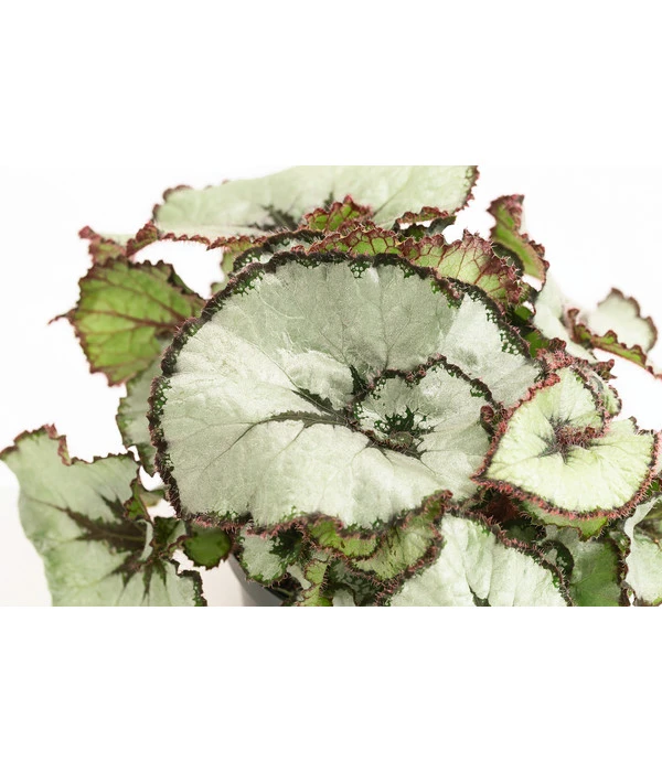 Blattbegonie - Begonia Rex Hybride, Verschiedene Sorten 5 Blattbegonie - Begonia Rex Hybride, Verschiedene Sorten – Bild 3