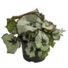 Blattbegonie - Begonia Rex Hybride, Verschiedene Sorten 1 Blattbegonie - Begonia Rex Hybride, Verschiedene Sorten -Garten Werk Zone 8299638 WE FS 002 BegoniaRexMixT12