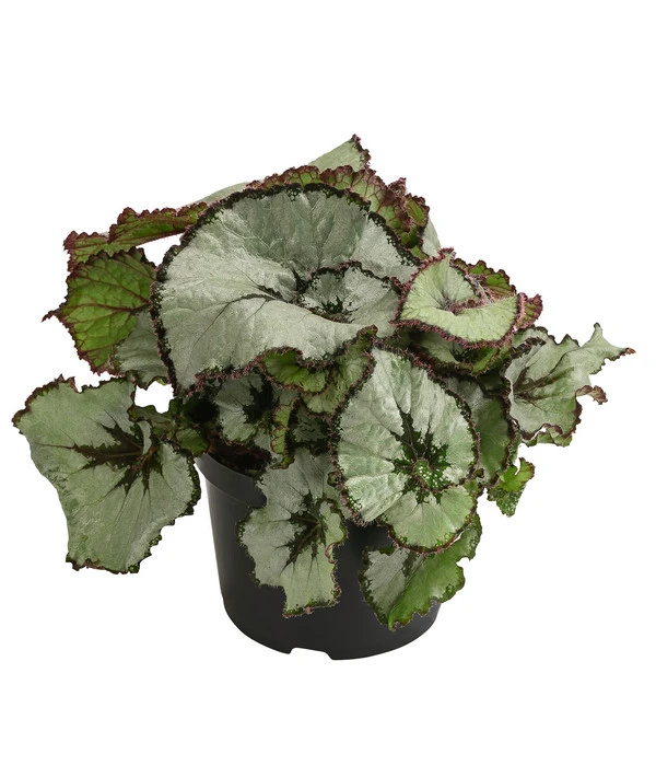 Blattbegonie - Begonia Rex Hybride, Verschiedene Sorten 3 Blattbegonie - Begonia Rex Hybride, Verschiedene Sorten