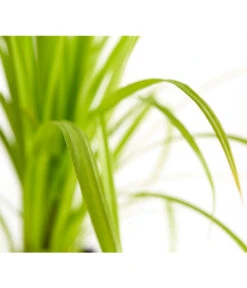 Zypersegge - Scheinzypergras-Segge