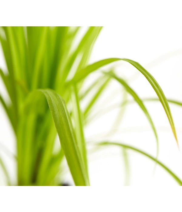 Zypersegge - Scheinzypergras-Segge 3 Zypersegge - Scheinzypergras-Segge