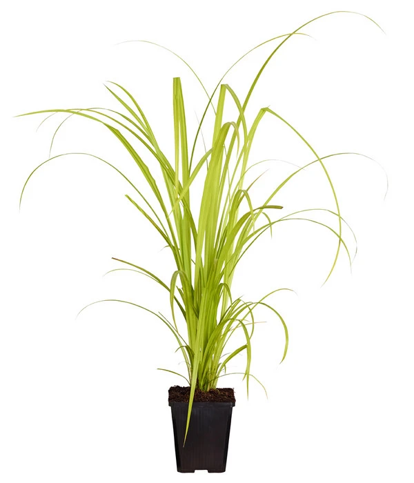 Zypersegge - Scheinzypergras-Segge 4 Zypersegge - Scheinzypergras-Segge – Bild 2