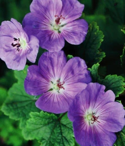 Storchschnabel 'Rozanne®' 9 Storchschnabel 'Rozanne®' -Garten Werk Zone 8361115 WE FS 005 StorchschnabelRozanneGeraniumRozanne