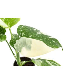 Fensterblatt - Monstera Deliciosa 'Thai Constellation', Panaschiert -Garten Werk Zone 8402034 WE DE 001 MonsteraThaiConstellationT6