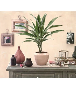 Drachenbaum - Dracaena Deremensis, Verschiedene Sorten 17 Drachenbaum - Dracaena Deremensis, Verschiedene Sorten -Garten Werk Zone 8408809 PR MO 001 DracaenaDeremensisDehnerExpressHerzig