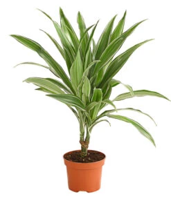 Drachenbaum - Dracaena Deremensis, Verschiedene Sorten 11 Drachenbaum - Dracaena Deremensis, Verschiedene Sorten -Garten Werk Zone 8408809 WE FS 002 DrachenbaumDracaenaDeremesisMixT12DehnerExpressHerzig