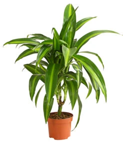 Drachenbaum - Dracaena Deremensis, Verschiedene Sorten 13 Drachenbaum - Dracaena Deremensis, Verschiedene Sorten -Garten Werk Zone 8408809 WE FS 003 DrachenbaumDracaenaDeremesisMixT12DehnerExpressHerzig