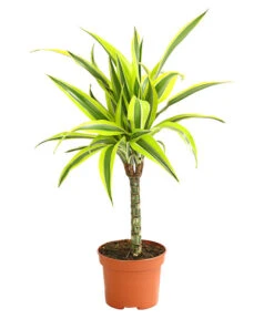 Drachenbaum - Dracaena Deremensis, Verschiedene Sorten 12 Drachenbaum - Dracaena Deremensis, Verschiedene Sorten -Garten Werk Zone 8408809 WE FS 004 DrachenbaumDracaenaDeremesisMixT12DehnerExpressHerzig