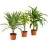Drachenbaum - Dracaena Deremensis, Verschiedene Sorten 1 Drachenbaum - Dracaena Deremensis, Verschiedene Sorten -Garten Werk Zone 8408809 WE FS 005 NEUDrachenbaumDracaenaDeremesisMixT12DehnerExpressHerzig